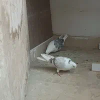 کبوتر|پرنده|پردیس, فاز ۳|دیوار