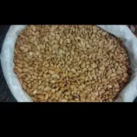 بادام  کوهی  ،دون درشت وتمیز