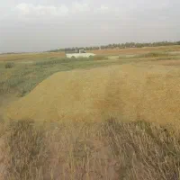 کاه گندم