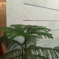 کاج مطلق بلند|گل و گیاه طبیعی|کرمانشاه, |دیوار