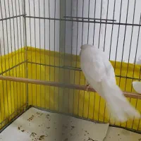 قناری رسمی بلند نر|پرنده|تهران, کن|دیوار