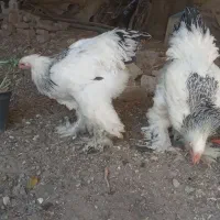 نیمچه خروس برهما|حیوانات مزرعه|باغ بهادران, |دیوار