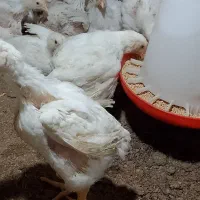 مرغ ارگانیک|حیوانات مزرعه|تاتار علیا, |دیوار