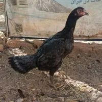 لاری فول کیفیت