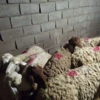 ۸ راس میش داشتی آبستن|حیوانات مزرعه|سبزوار, قصبه شرقی|دیوار