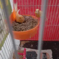 قناری نرو ماده روی تخم