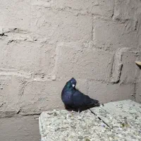 زاغ کاکلی نر|پرنده|شاهرود, |دیوار