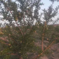 زمین کشاورزی