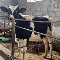 دو راس تلیسه هلشتاین نژاد شیری (لیشه)|حیوانات مزرعه|رشت, سعدی (تختی)|دیوار