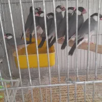 فروش تعدادی فنج نرگسی مولد سالن|پرنده|فولادشهر, مسکن مهر فولادشهر|دیوار