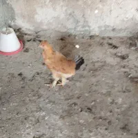 مرغ و خروس محلی|حیوانات مزرعه|هشتگرد, هیو|دیوار