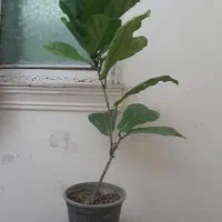 گیاهان آپارتمانی سالم وسرحال