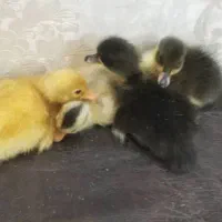 جوجه اردک محلی وپکنی|حیوانات مزرعه|رشت, ترمینال|دیوار