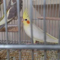 عروس هلندی|پرنده|قزوین, |دیوار