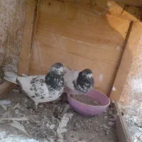 کبوتر پاکستانی