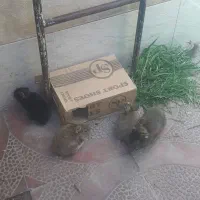 بچه خرگوش لوپ