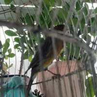 قناری نر|پرنده|کرمان, |دیوار