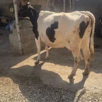 فروش گاوشیری جوان شکم دوم