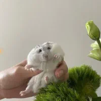 همستروینتروایت وکمپل،قفس،غذا،شن ،بامشاوره تخصصی