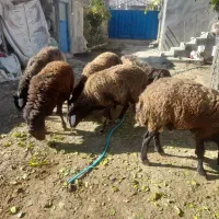 ۵عدد قوچ دودندان روزگاری درج یک|حیوانات مزرعه|فریدونشهر, |دیوار