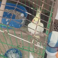 عروس ماده