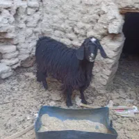 گوسفند چاق وچله|حیوانات مزرعه|سراوان, |دیوار