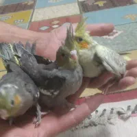 عروس هلندی