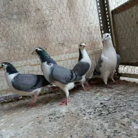 یکجفت نرو ماده با جوجه