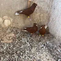 کبوترسرخ دم سفید