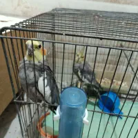 دو تا نر بالغ