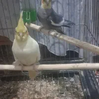 جفت مولد عروس هلندی