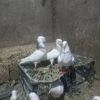 کبوتر طوق پاک|حیوانات|بیستون, |دیوار