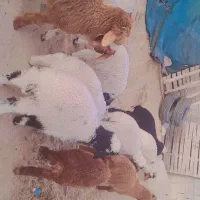 ۱۲عدد بره نر وماده به شرط صحیح وسالم