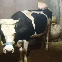 گاو ماده