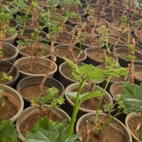 نهال موندراپ ( sabzevarnahal)|گل و گیاه طبیعی|سبزوار, کهنه آب|دیوار