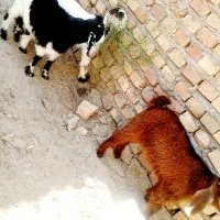 سه کهره مری