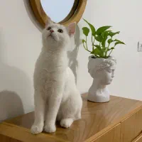 واگذاری میکس پرشین DSH|گربه|نیشابور, هفده شهریور|دیوار