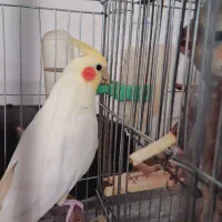 یک جفت عروس هلندی لوتینو