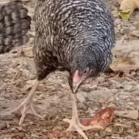 مرغ نژاد دار برهما لهستانی آمروک|حیوانات مزرعه|گلبهار, شهر جدید گلبهار|دیوار