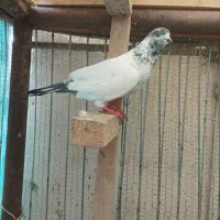 ک  ب. و. ت. یاکفتر