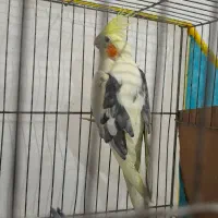 عروس هلندی نر و جوجه ش