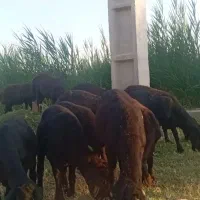 12راس بره نر پای پروار