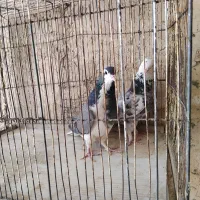 کبوتر|پرنده|اصفهان, مارچین|دیوار