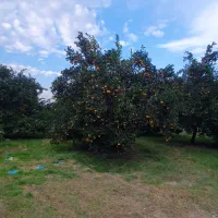 فروش-پرتقال-رو-درختی