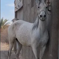 مادیون یکسر