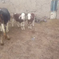 گاو به همراه گوساله