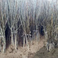 نهالستان رشت گیلک نهال خاص|خدمات باغبانی و درختکاری|رشت, آب آسیاب|دیوار