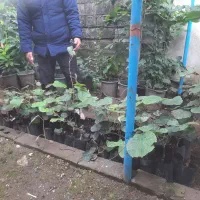 فروش نهال کیوی هایواردپیوندی و توسرخ|خدمات باغبانی و درختکاری|سلمانشهر, |دیوار