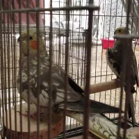 عروس هلندی نرو ماده یک جفت