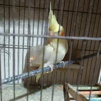 جوجه عروس هلندی نر ۳ماهه چشم شرابی یکم پاهاش کجه